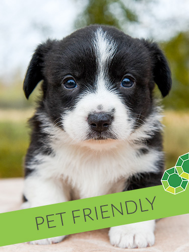 Emerald Suites Cameron | Extended Stay Rentals in Las Vegas, NV | We are Pet Friendly